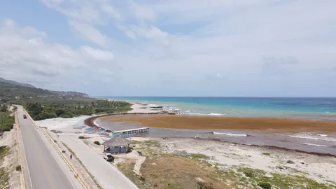 Sargazo — LOS COCOS PEDERNALES (Sur)